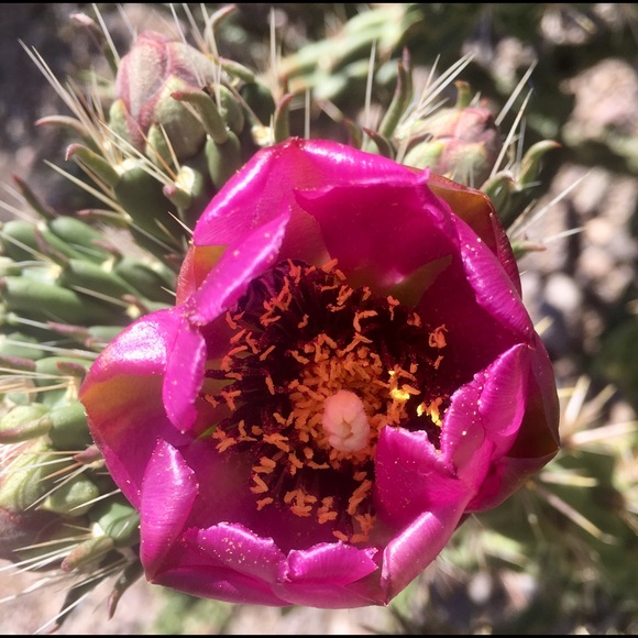 Meet your Posher, 4 Paws - Picture 8 of 8